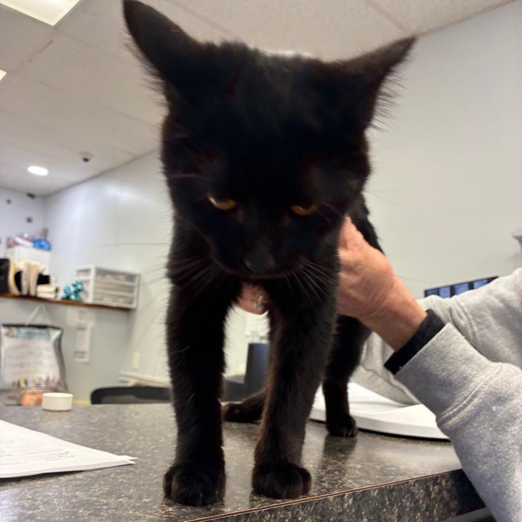 Ebony, Adoptable, Young Female Domestic Short Hair & Domestic Short Hair.