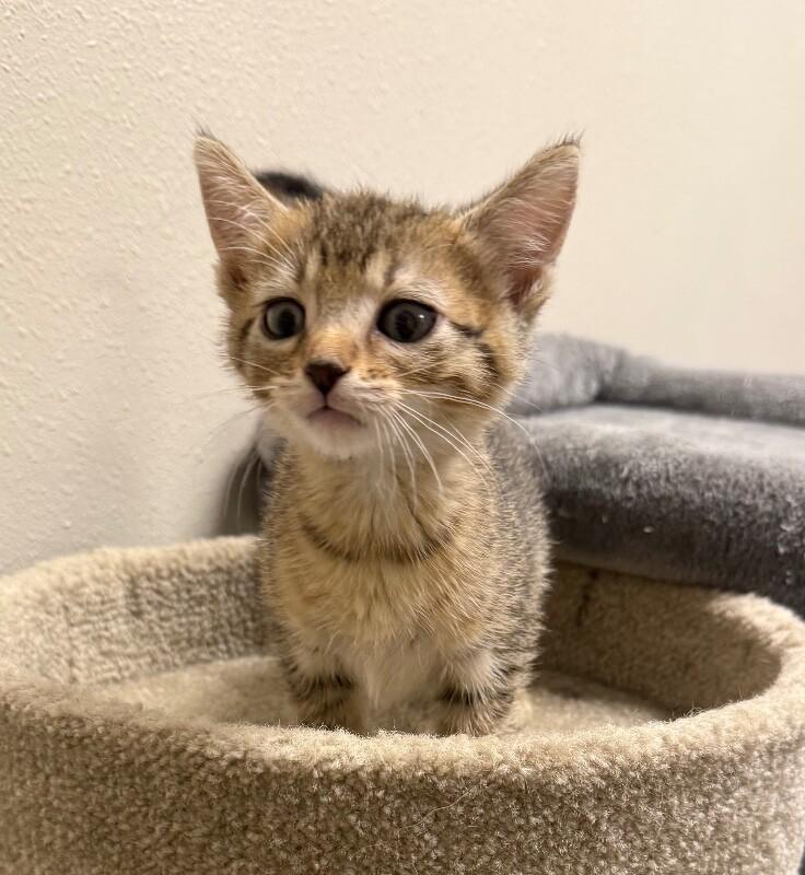 Siracha, a Adoptable Domestic Short Hair in Yankton, SD image 1/3