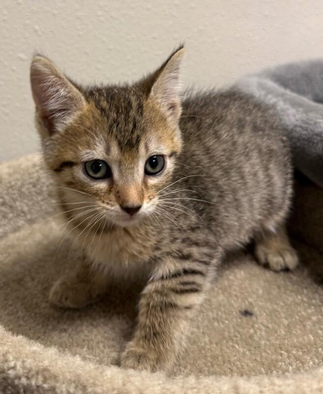 Siracha, a Adoptable Domestic Short Hair in Yankton, SD image 2/3