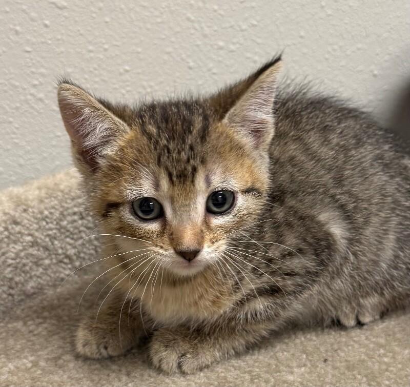 Siracha, a Adoptable Domestic Short Hair in Yankton, SD image 3/3