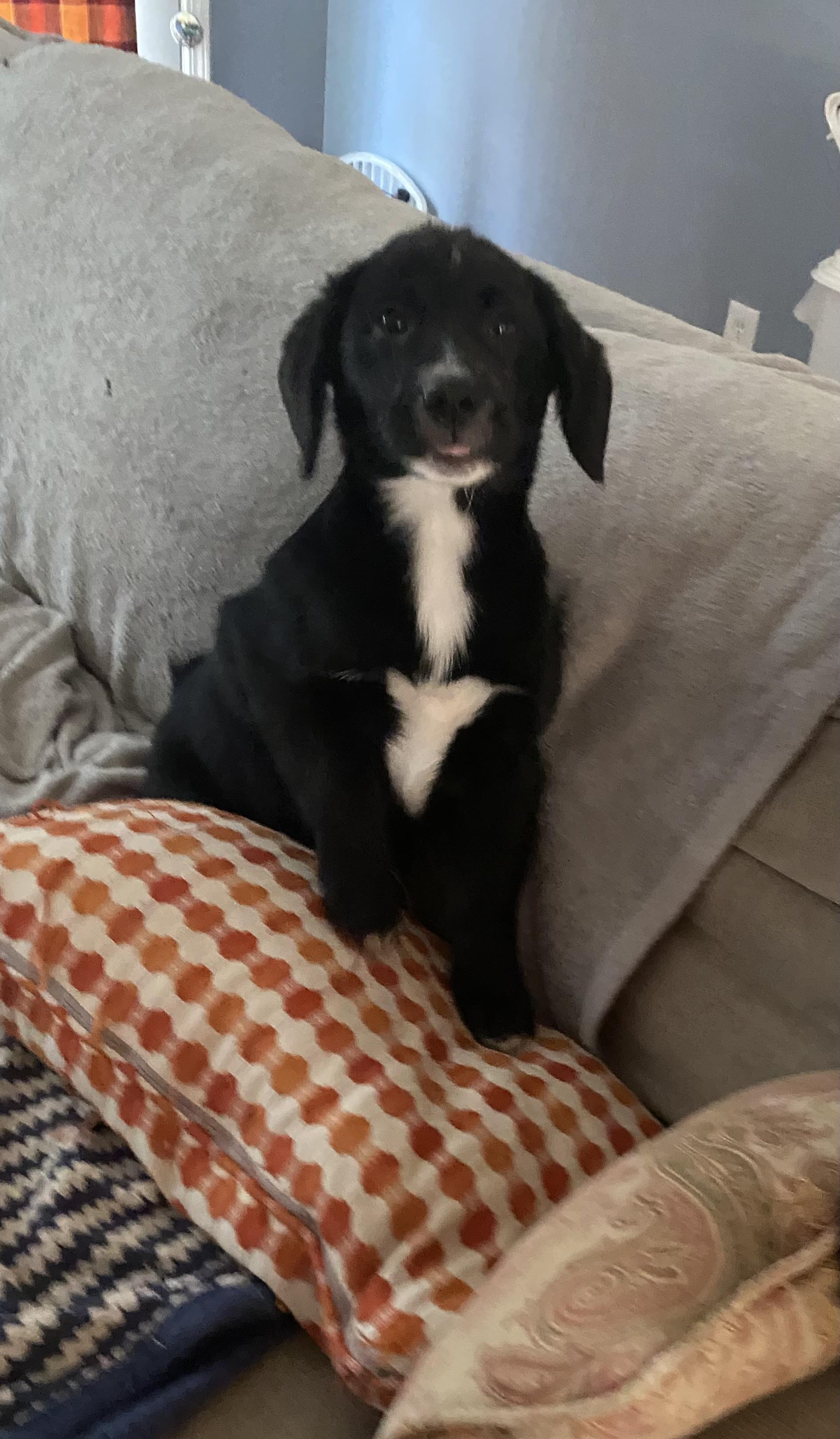 Phoebe photo 2
