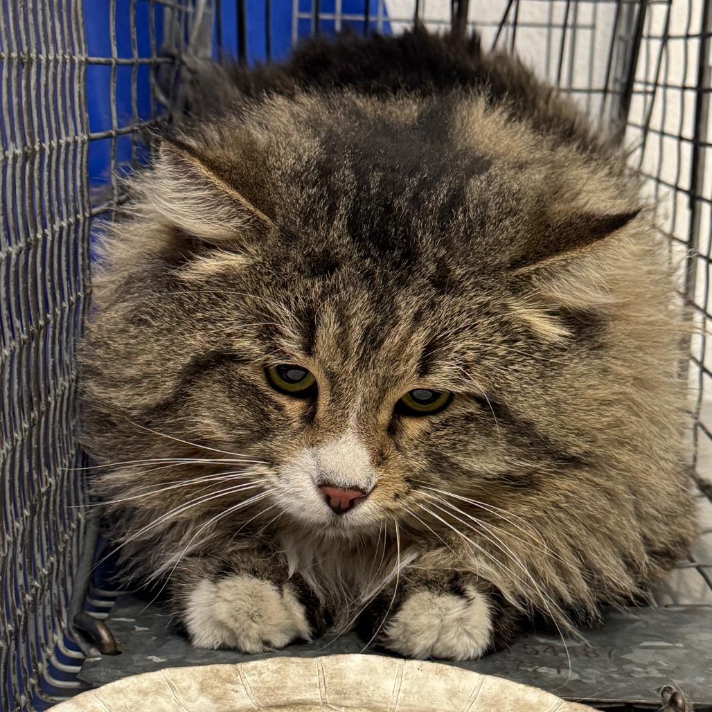 HACC-Stray-32638, Adoptable, Adult Male Domestic Long Hair.