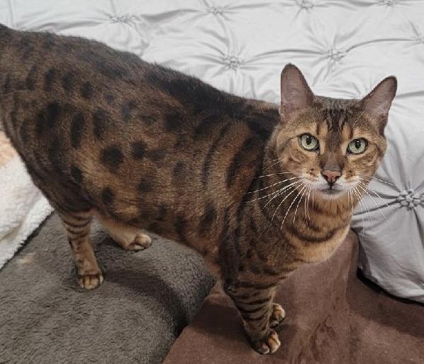 Nala, Adoptable, Adult Female Bengal.