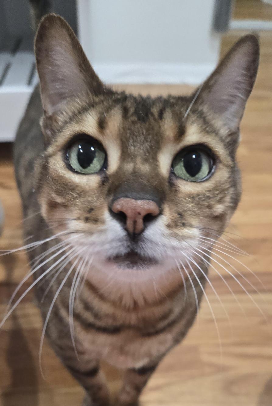 Nala, a Adoptable Bengal in Hewitt, NJ image 2/4