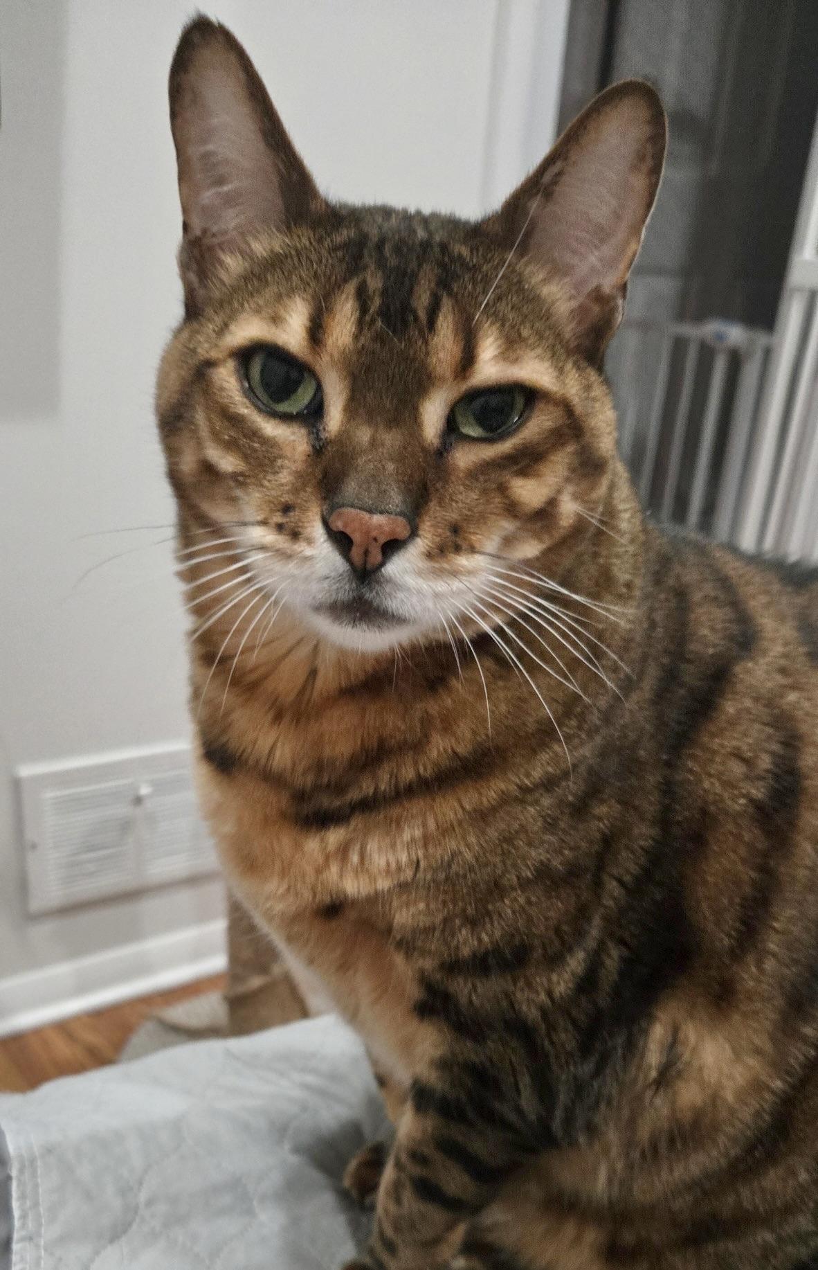 Nala, a Adoptable Bengal in Hewitt, NJ image 3/4