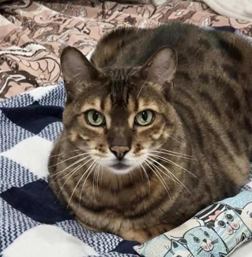 Nala, a Adoptable Bengal in Hewitt, NJ image 4/4