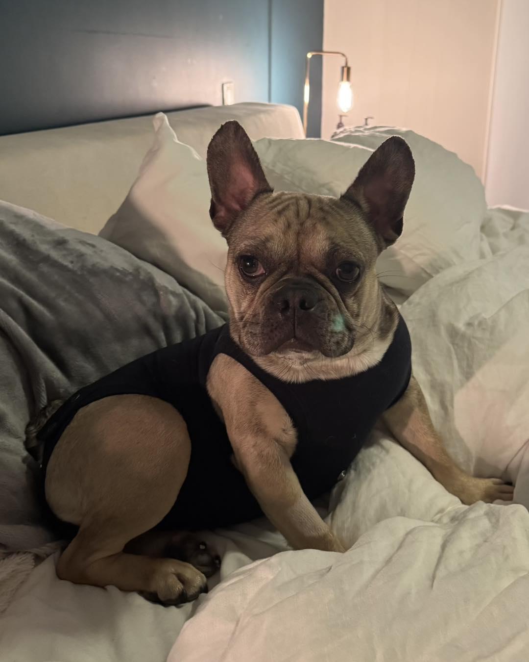 FIONA, an adopted French Bulldog in Calgary, AB image 1/6