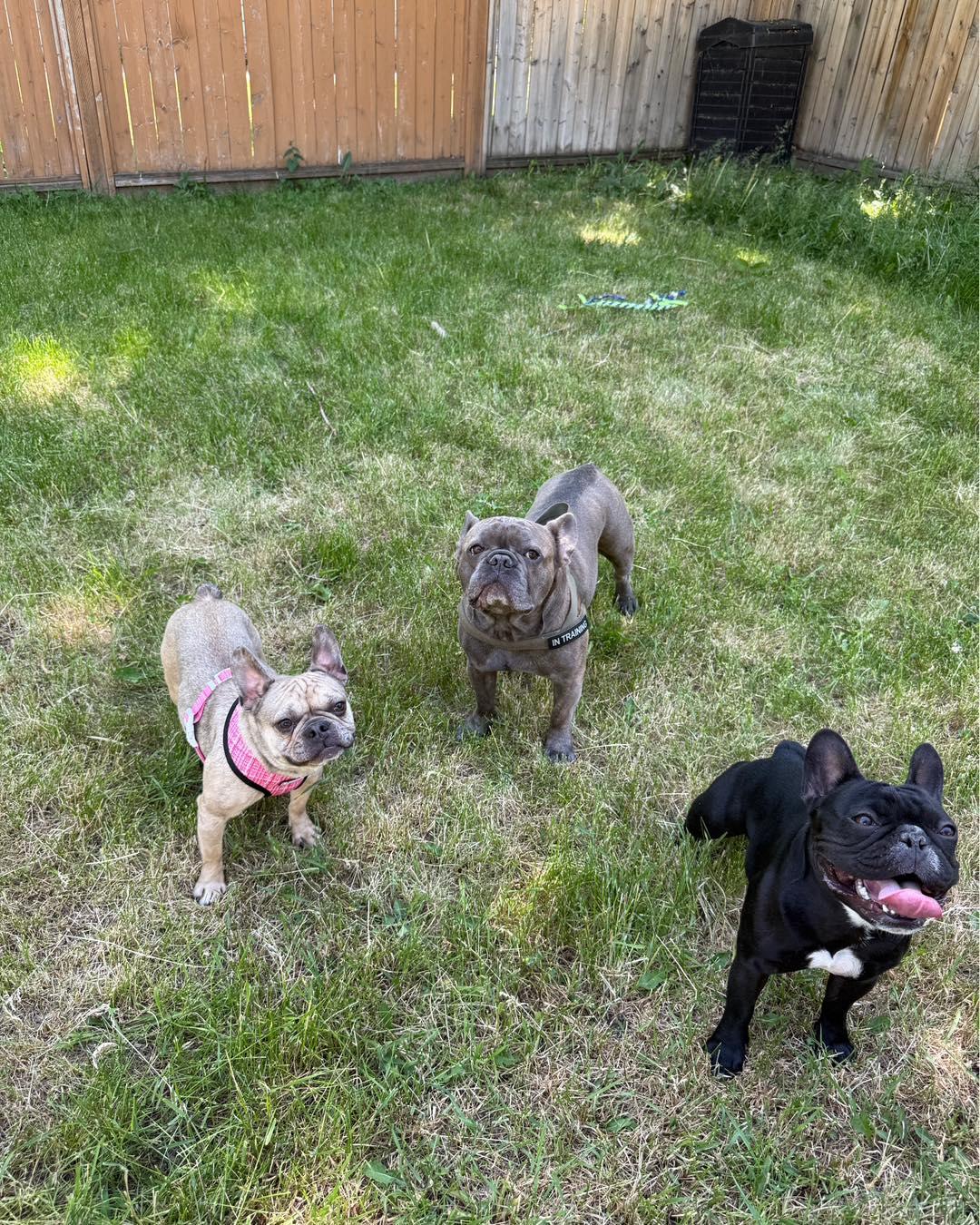 FIONA, an adopted French Bulldog in Calgary, AB image 2/6