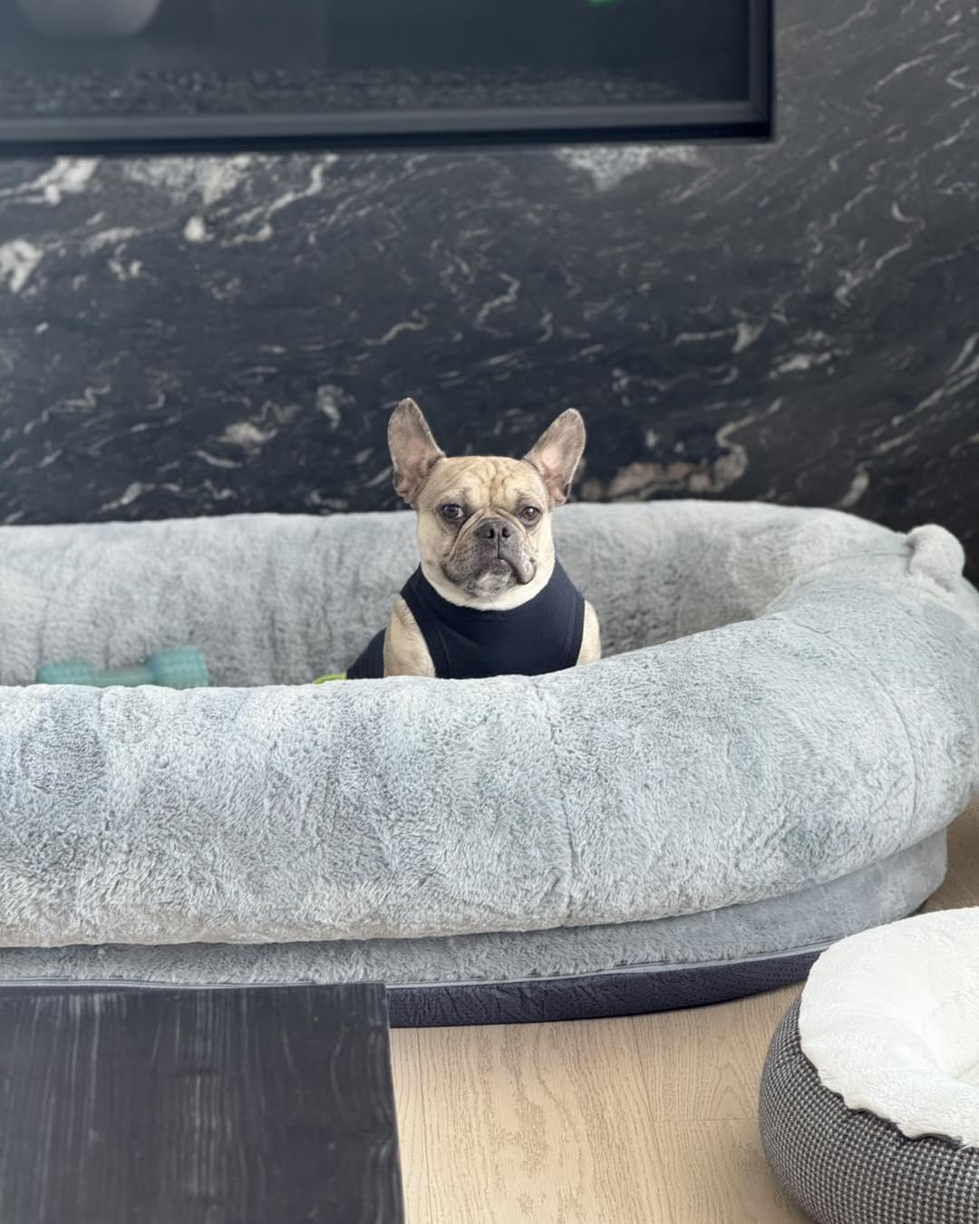 FIONA, an adopted French Bulldog in Calgary, AB image 3/6