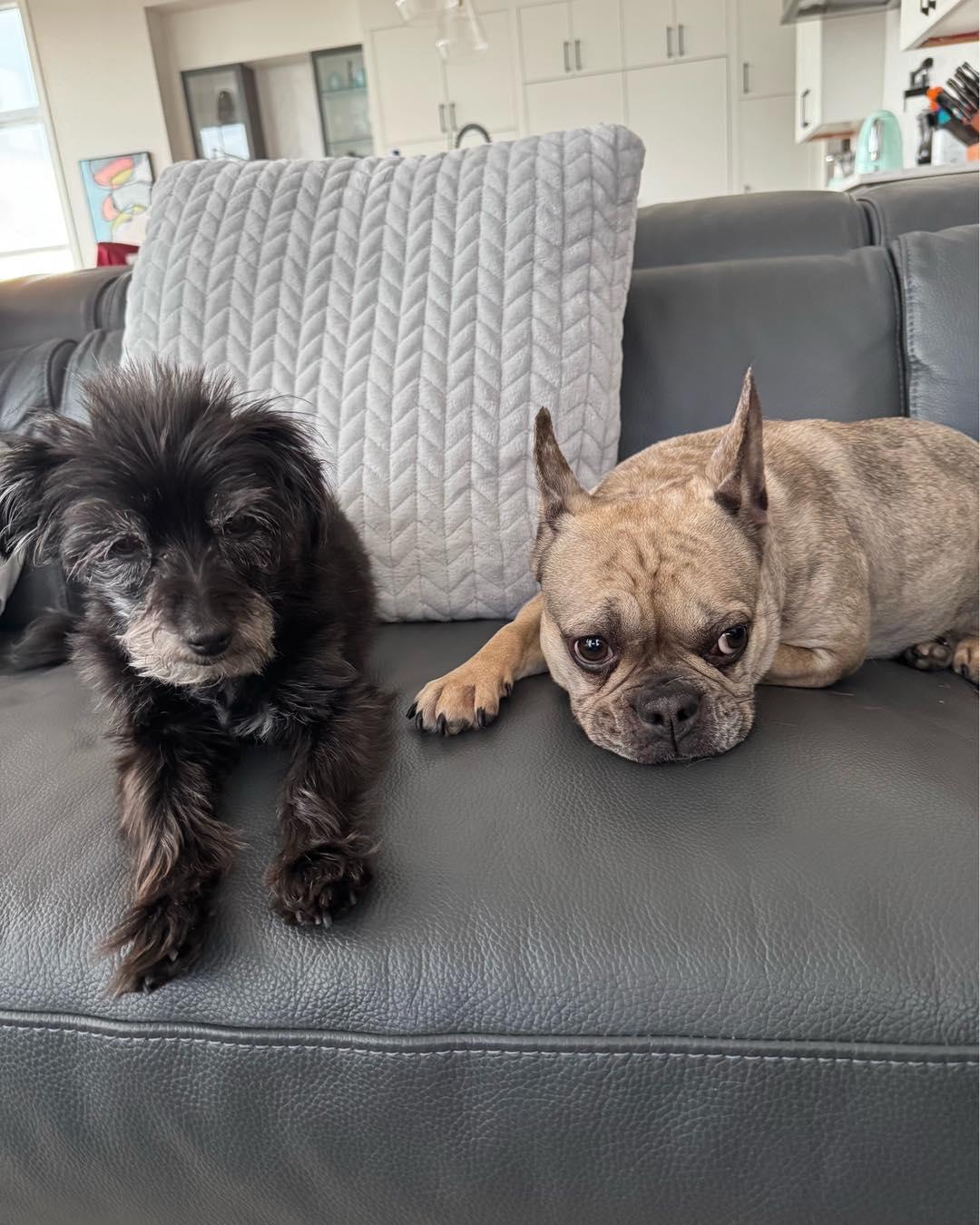 FIONA, an adopted French Bulldog in Calgary, AB image 4/6