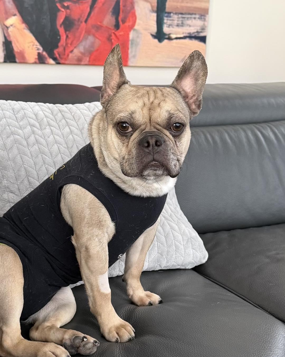 FIONA, an adopted French Bulldog in Calgary, AB image 5/6