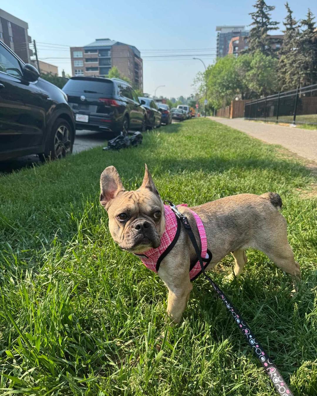 FIONA, an adopted French Bulldog in Calgary, AB image 6/6