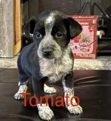 Enlarge Tomato, a Adoptable mixed breed in Homewood, IL image 1/1