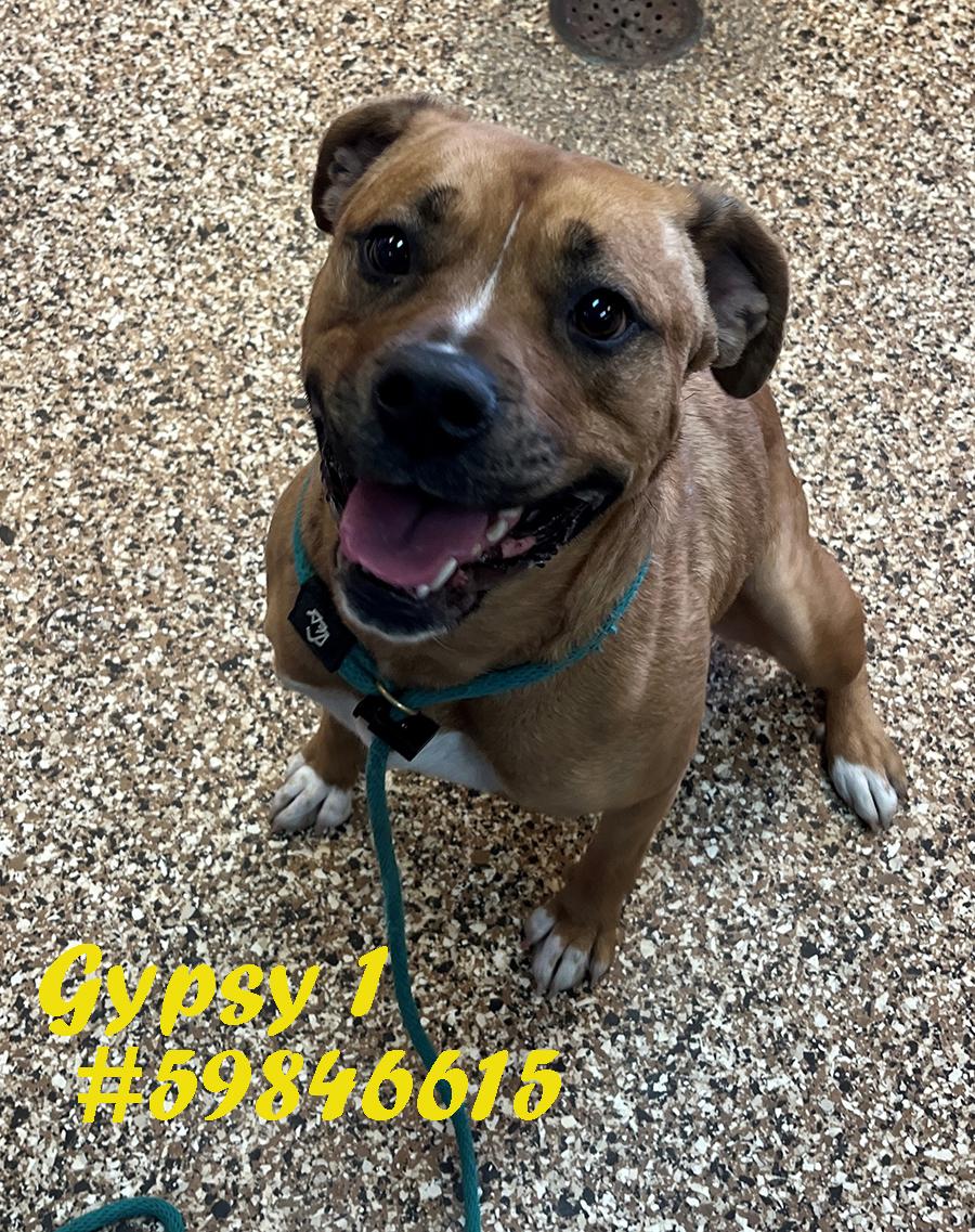 Enlarge Gypsy, a ADOPTABLE mixed breed in Wilkes Barre, PA image 1/1