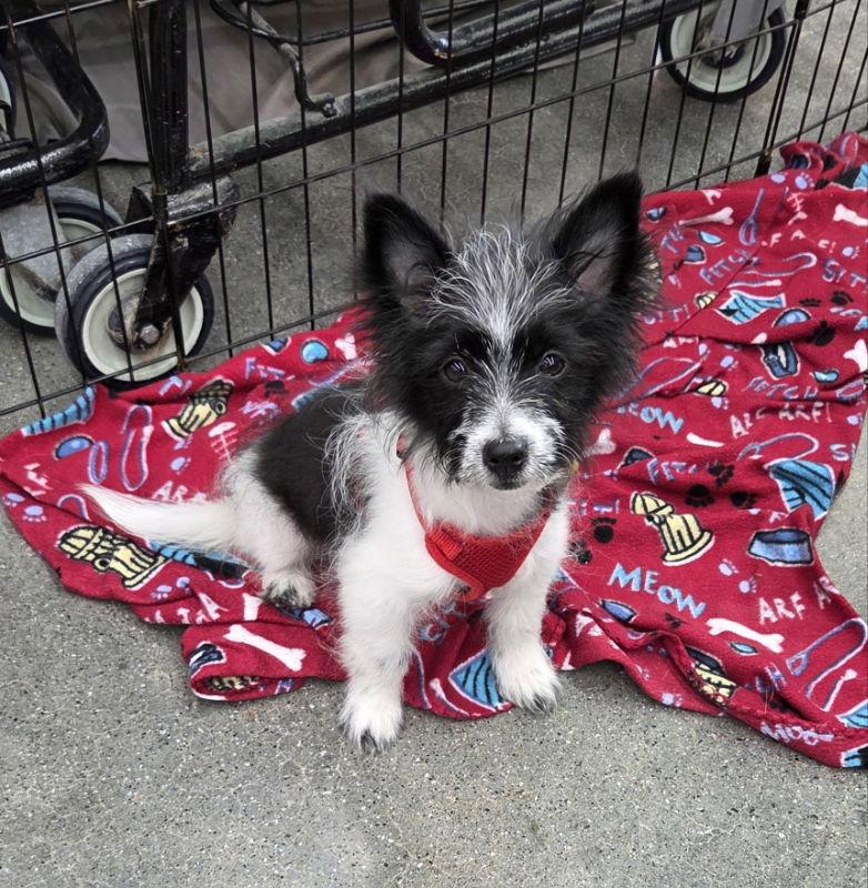 Enlarge Prime, a Adopted mixed breed in Wyoming, MI image 1/3