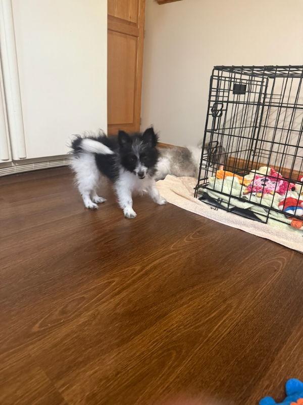 Enlarge Prime, a Adopted mixed breed in Wyoming, MI image 2/3