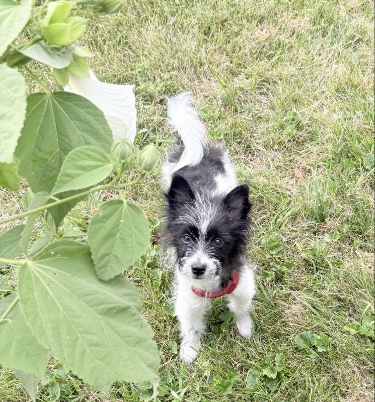 Enlarge Prime, a Adopted mixed breed in Wyoming, MI image 3/3