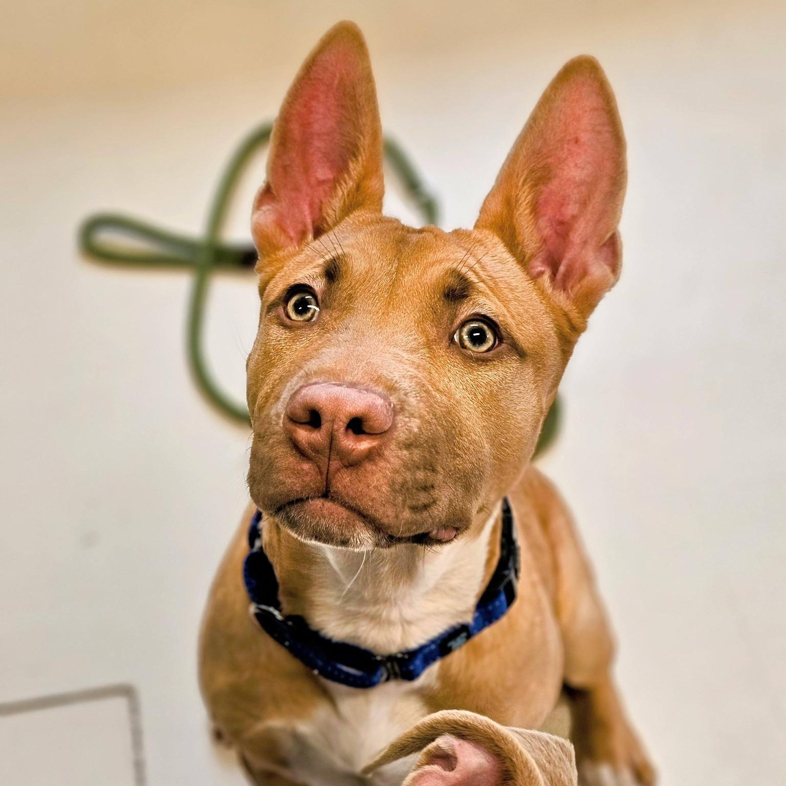 Flora, adopted, Young Female Pit Bull Terrier.