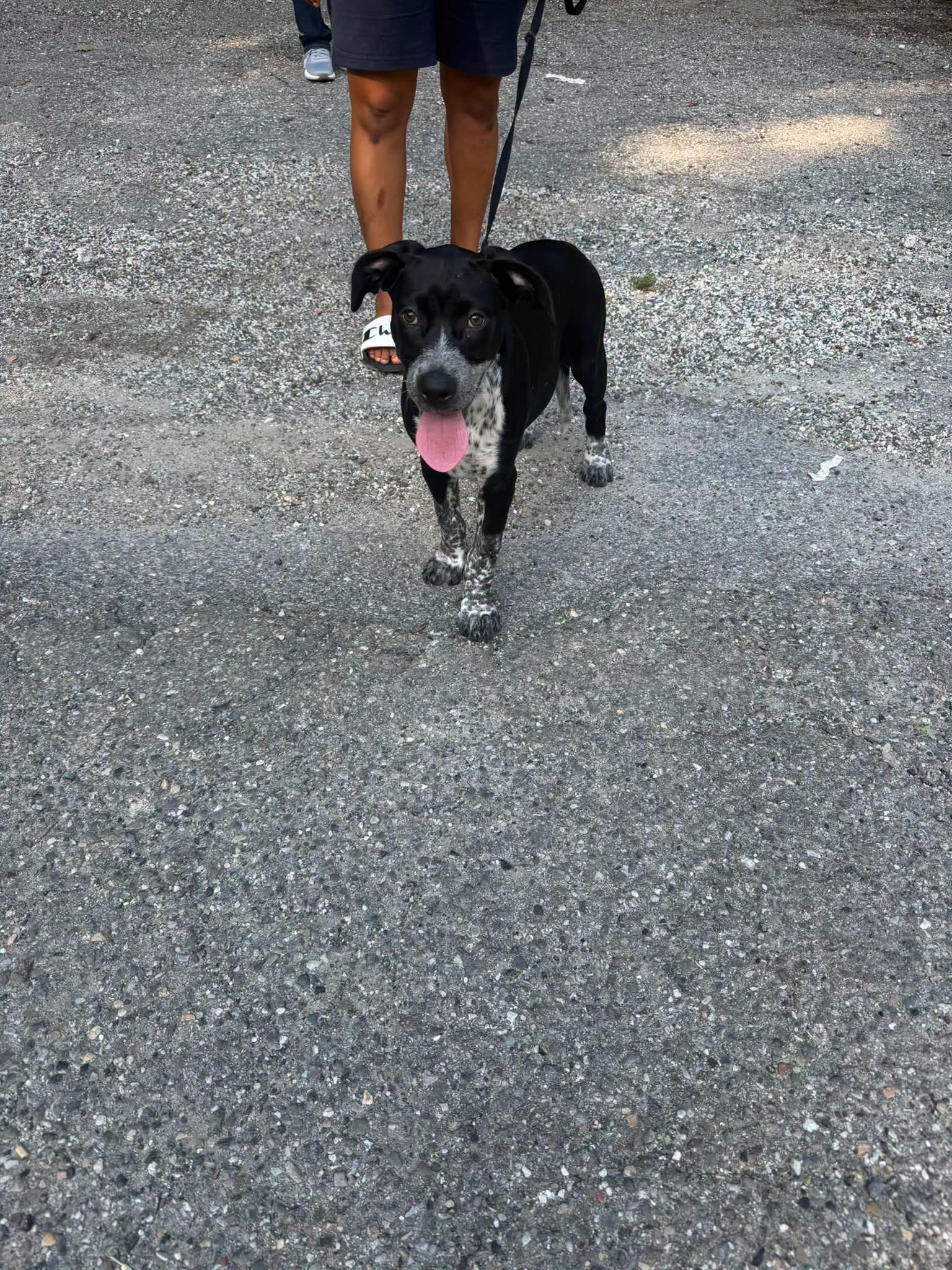 Dottie puppy, adopted, Young Female English Pointer.