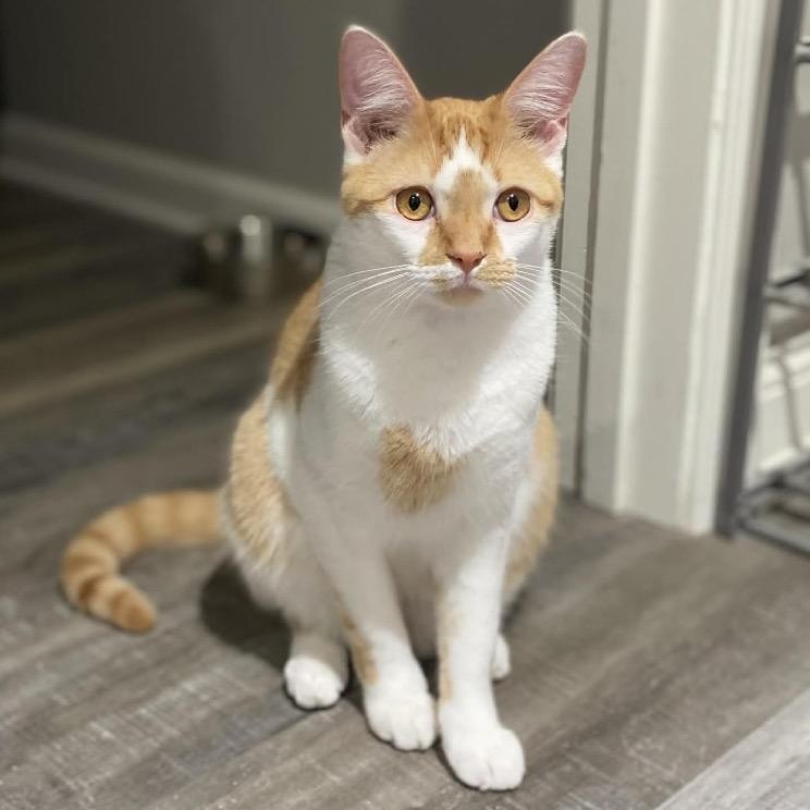 Enlarge Kapkan, a Adoptable Domestic Medium Hair in Chillicothe, IL image 1/2