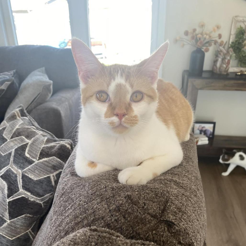 Enlarge Kapkan, a Adoptable Domestic Medium Hair in Chillicothe, IL image 2/2