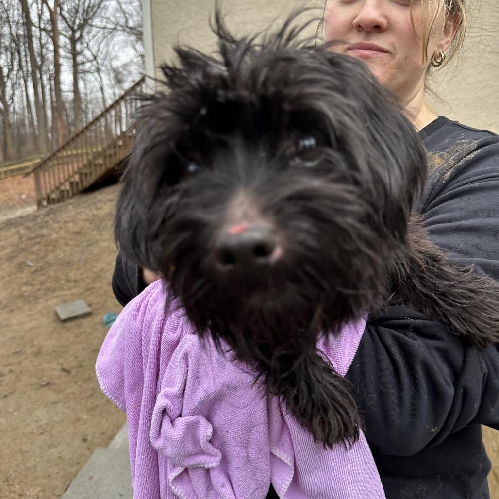 Piper, Adoptable, Adult Male Schnauzer & Mixed Breed.