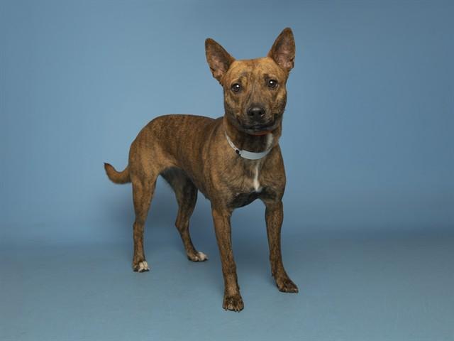 Enlarge CHAI, a Adoptable Pit Bull Terrier in Phoenix, AZ image 1/1