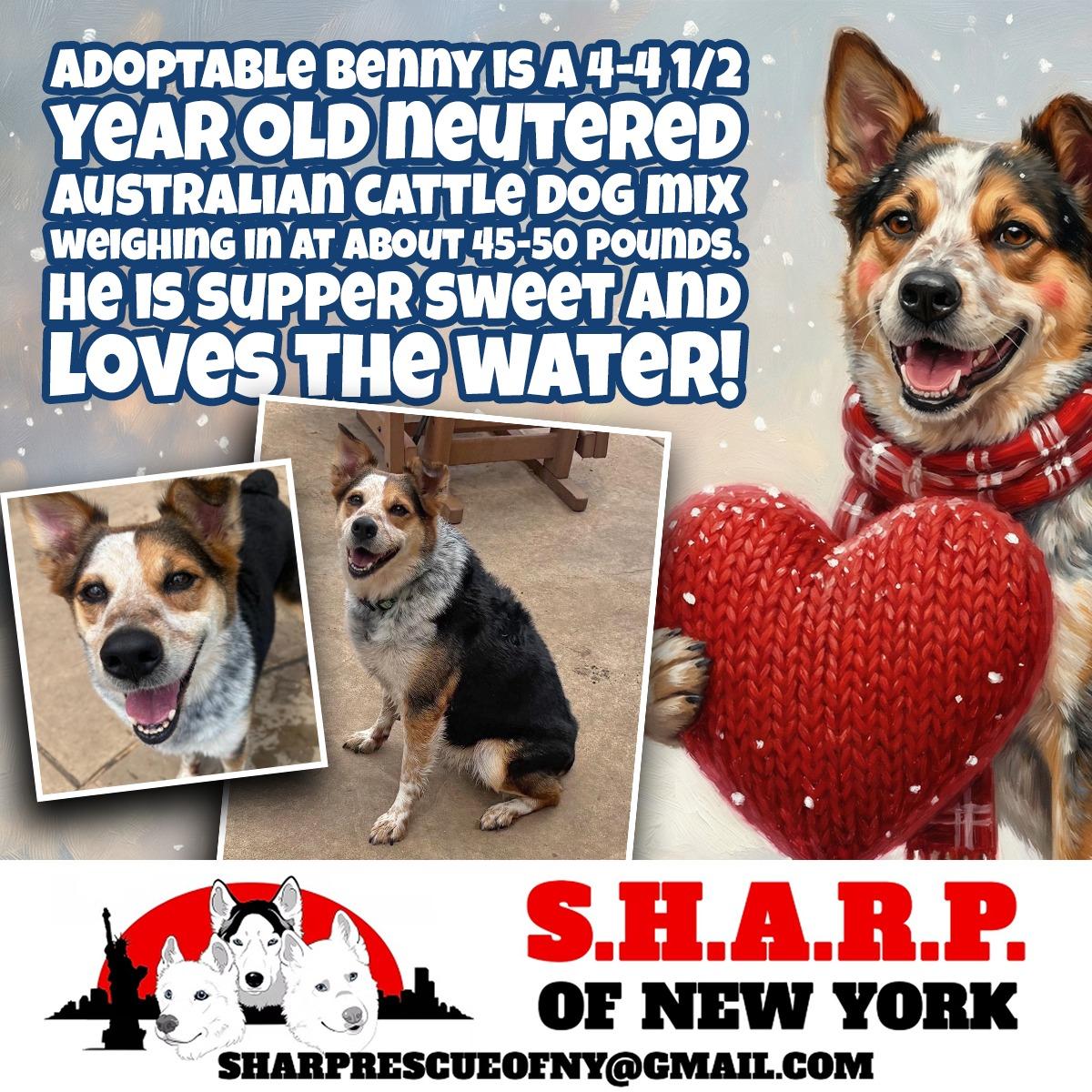 Enlarge BENNY.COURTESY POST, a Adoptable mixed breed in ALBANY, NY image 1/3