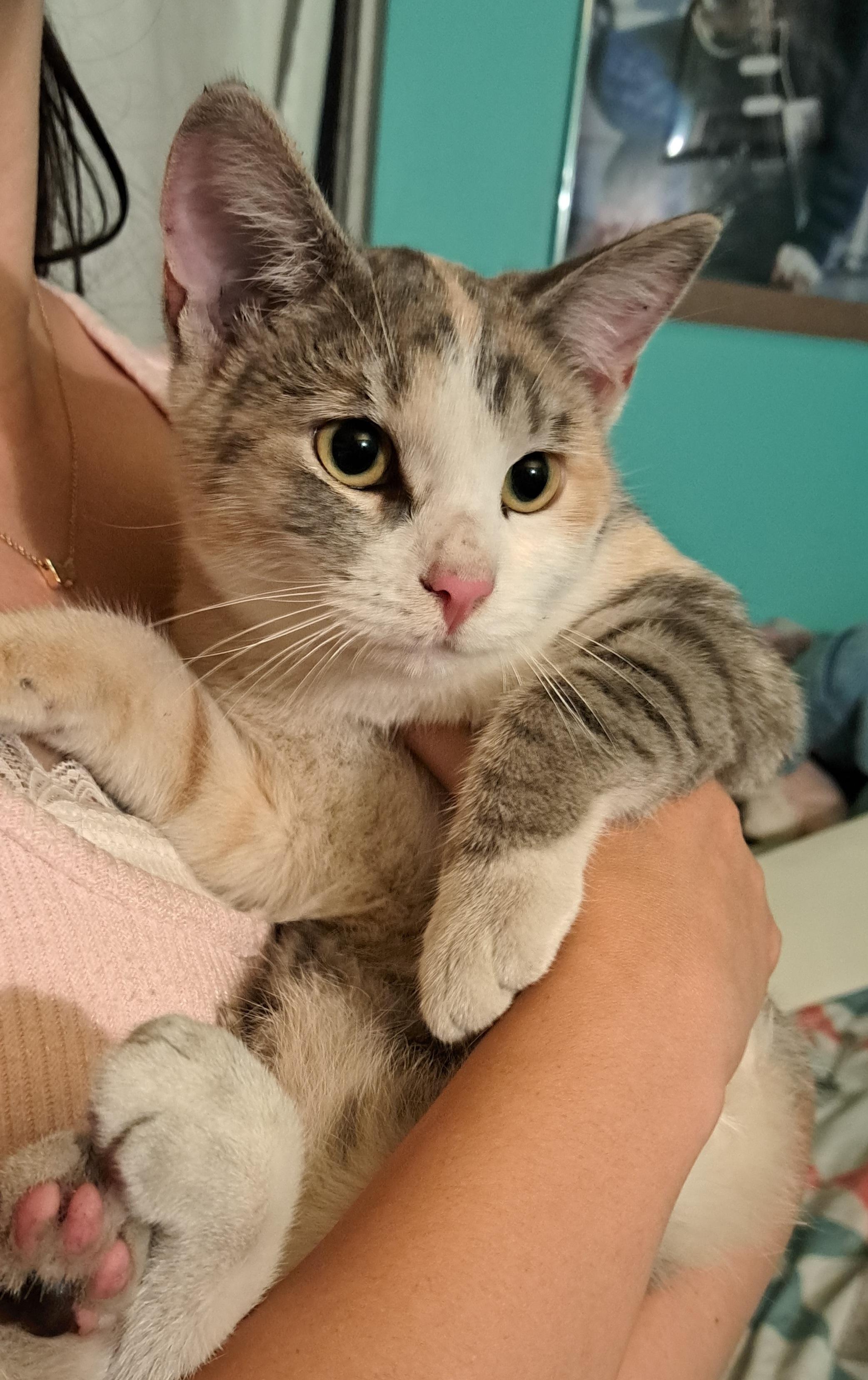 Enlarge Petunia Purrs A Lot, a ADOPTABLE Torbie in Los Angeles, CA image 6/6