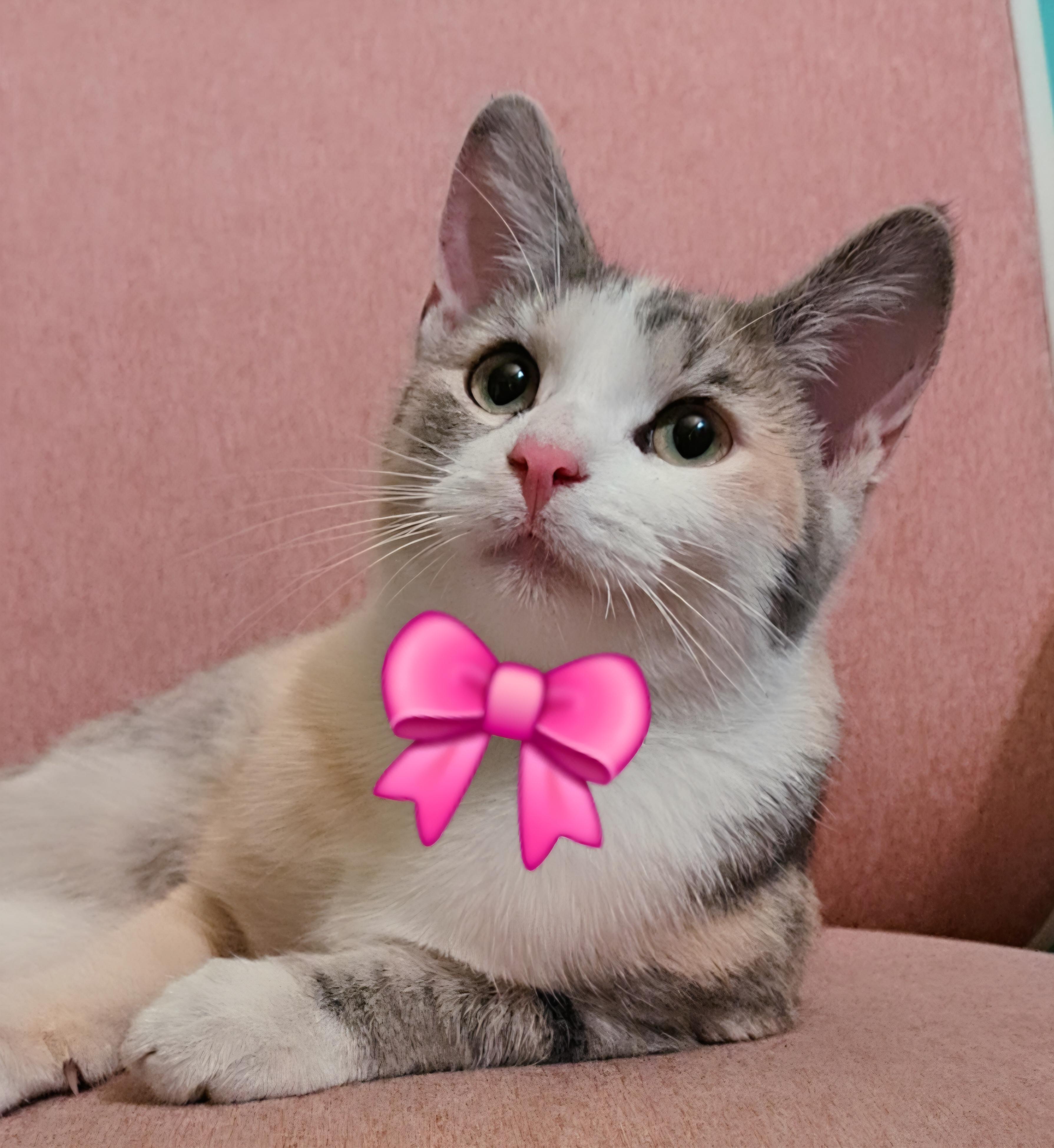 Enlarge Petunia Purrs A Lot, a ADOPTABLE Torbie in Los Angeles, CA image 1/6