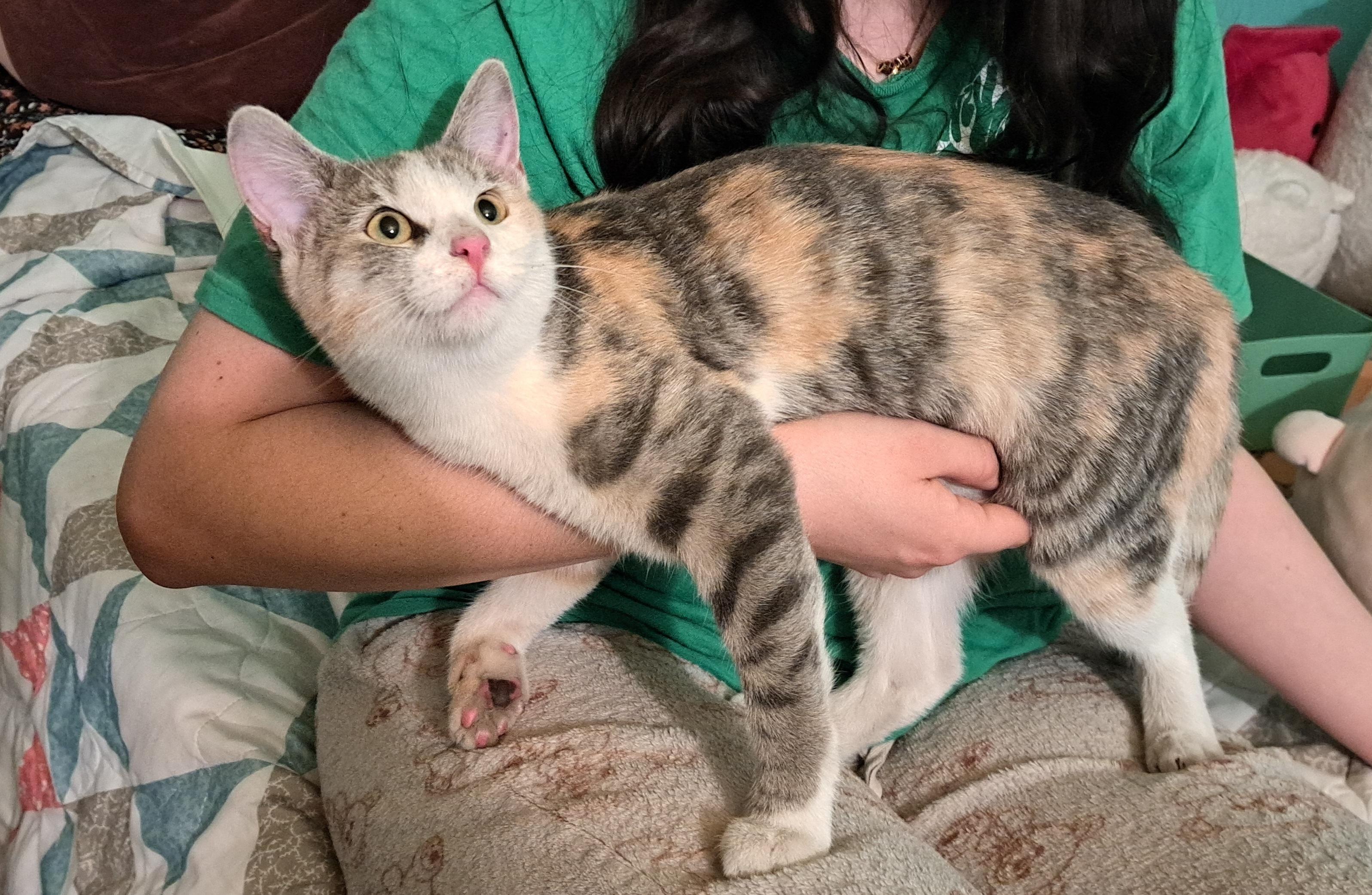 Enlarge Petunia Purrs A Lot, a ADOPTABLE Torbie in Los Angeles, CA image 2/6