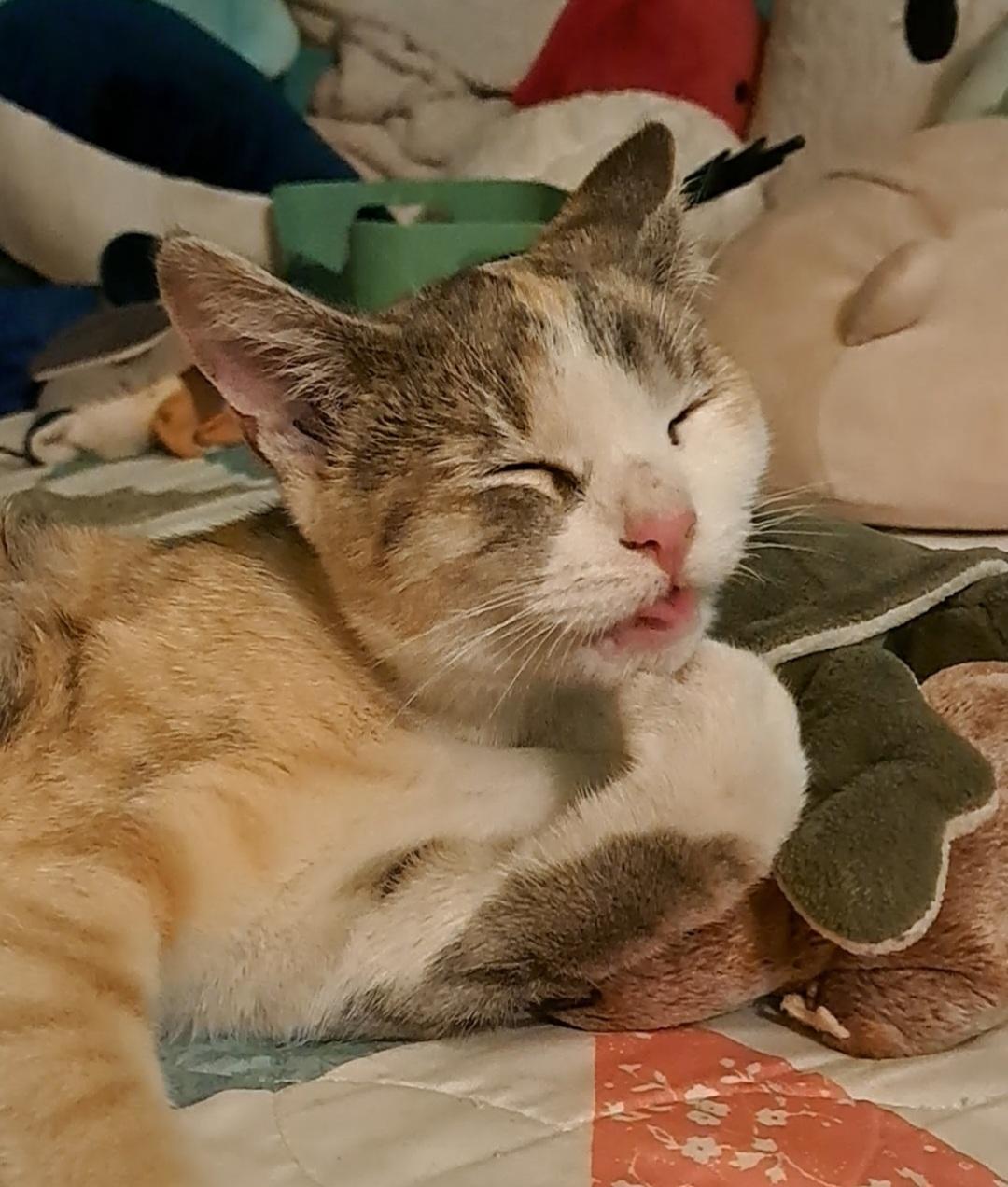 Enlarge Petunia Purrs A Lot, a ADOPTABLE Torbie in Los Angeles, CA image 3/6