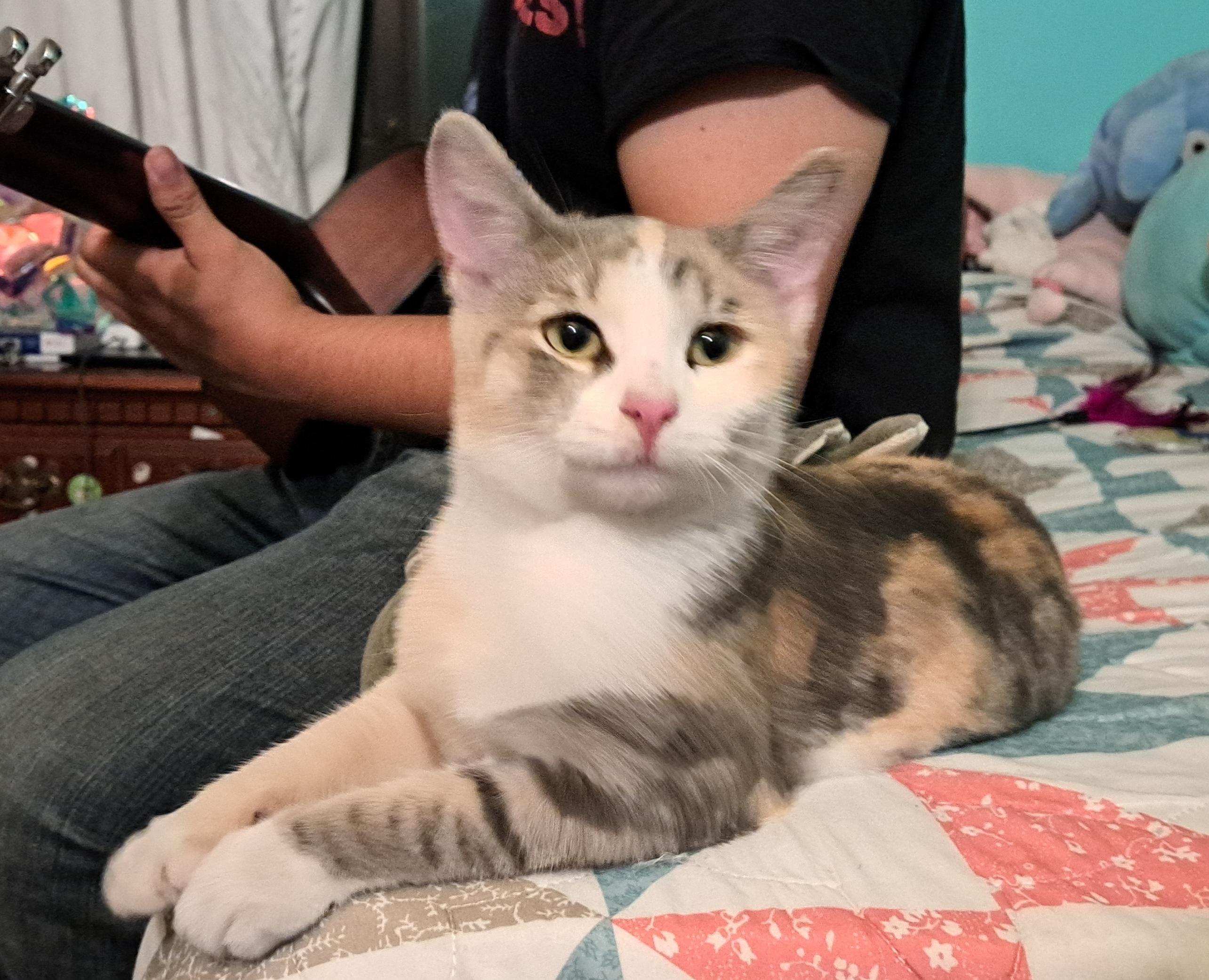 Enlarge Petunia Purrs A Lot, a ADOPTABLE Torbie in Los Angeles, CA image 4/6