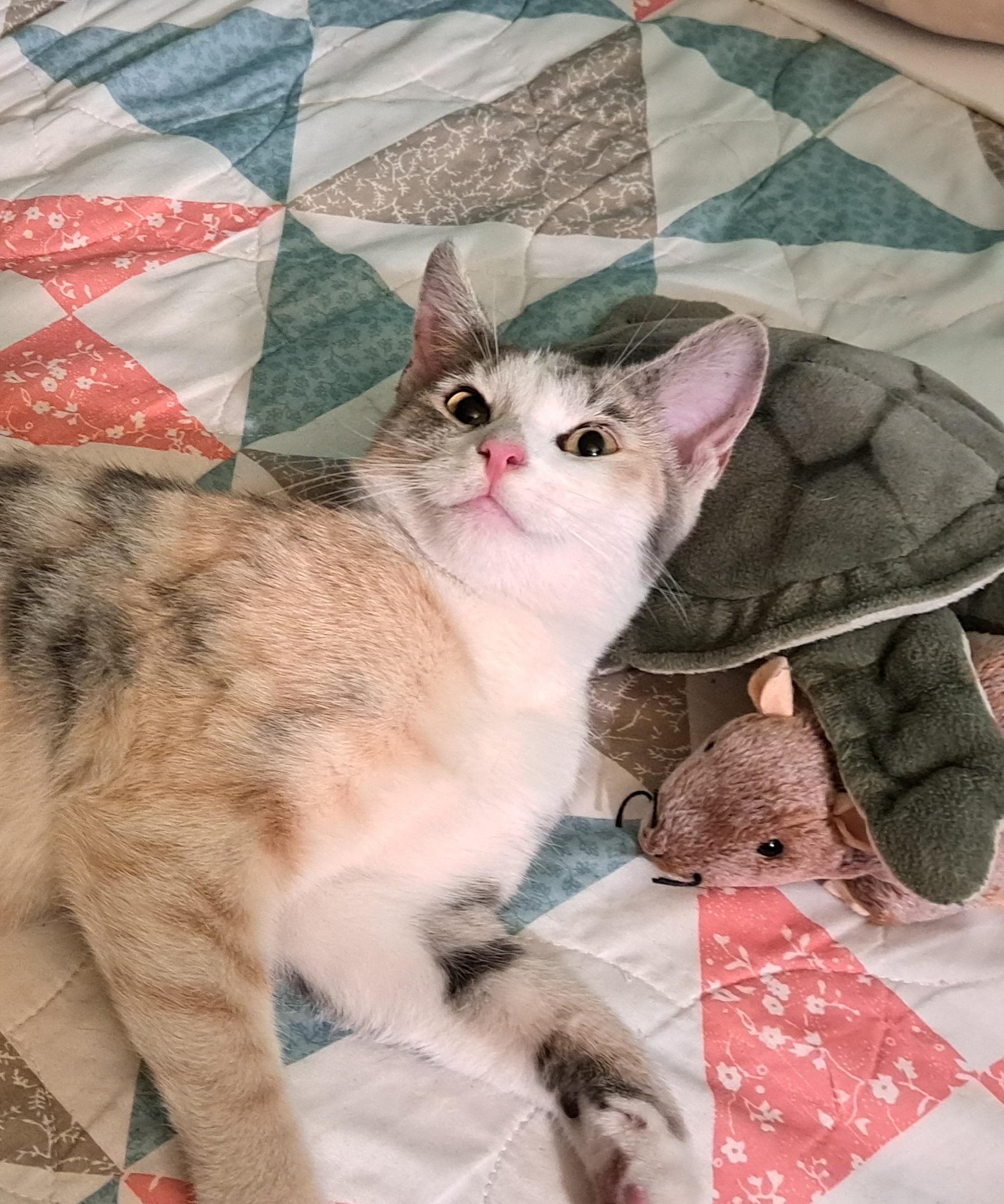 Enlarge Petunia Purrs A Lot, a ADOPTABLE Torbie in Los Angeles, CA image 5/6