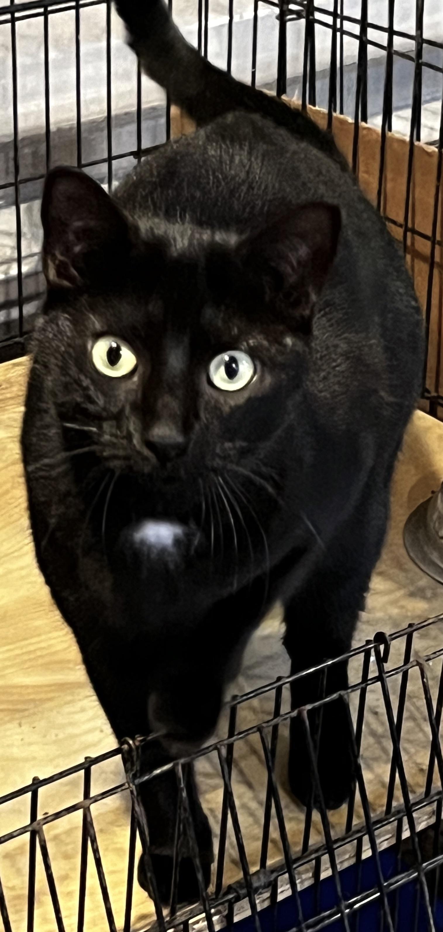 Emmy, Adoptable, Young Female Domestic Short Hair & Siamese.