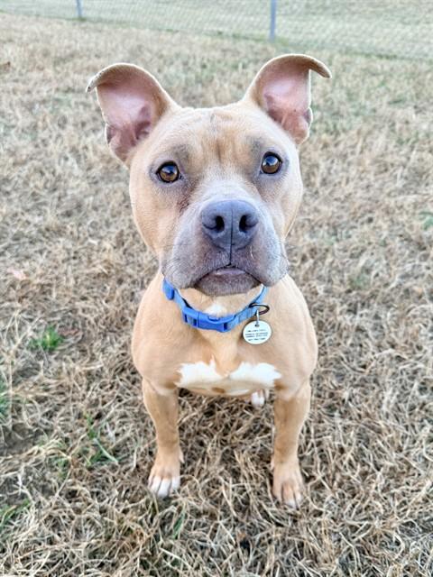 Enlarge NYLA, a Adoptable Terrier in Upper Marlboro, MD image 1/1