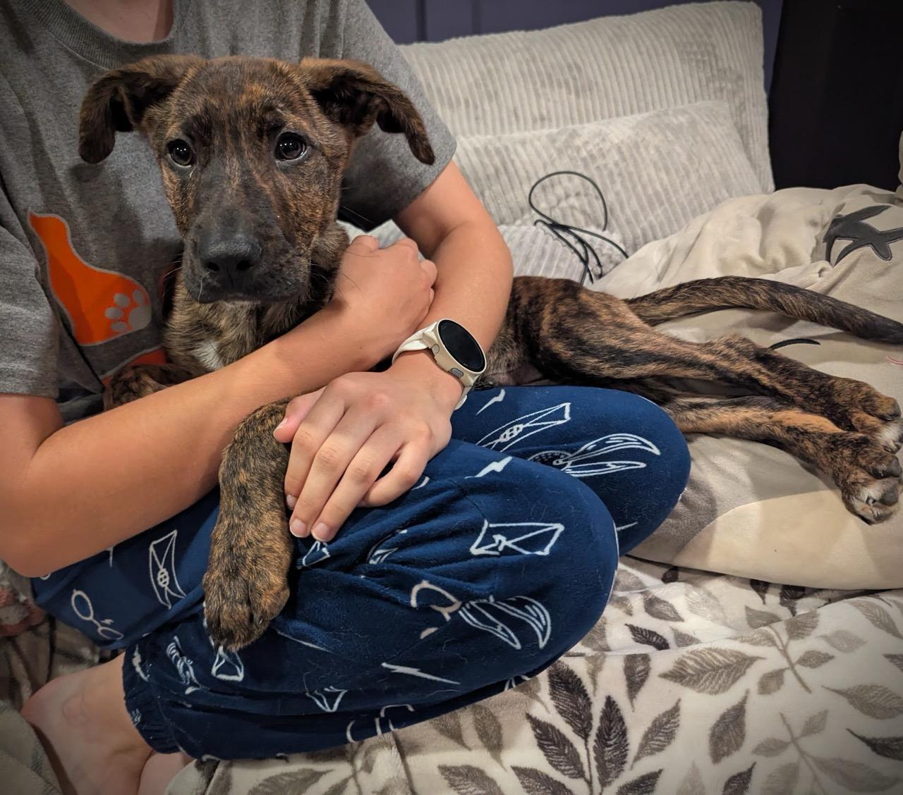 Enlarge Fornax, an adopted mixed breed in Sparta, NJ image 1/5