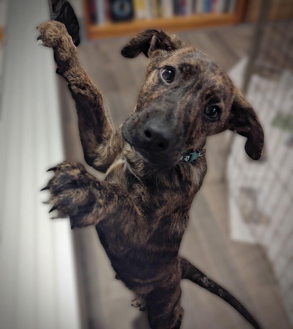 Enlarge Fornax, an adopted mixed breed in Sparta, NJ image 4/5