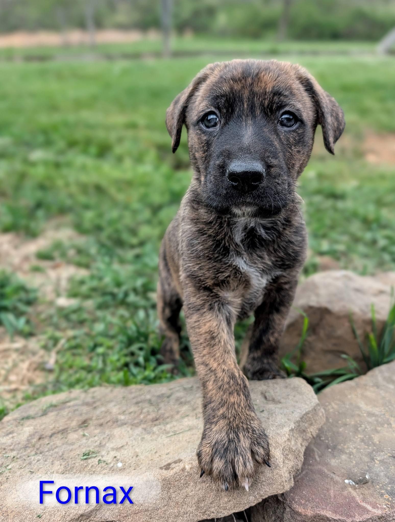 Fornax, Adoptable, Puppy Male German Shepherd Dog & Labrador Retriever.