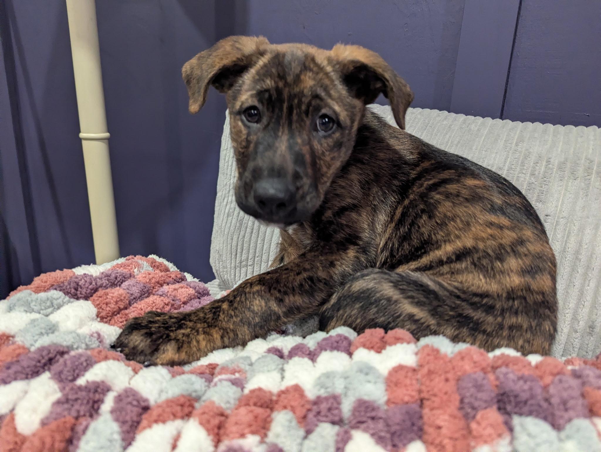 Enlarge Fornax, an adopted mixed breed in Sparta, NJ image 5/5