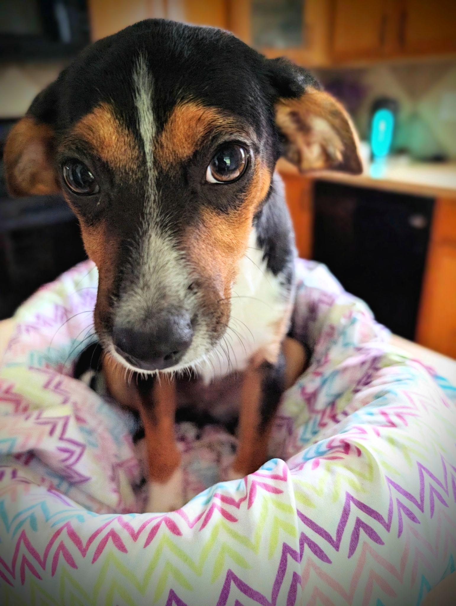 Enlarge Puppy 7 Tiana, a Adopted mixed breed in Temple, TX image 1/1