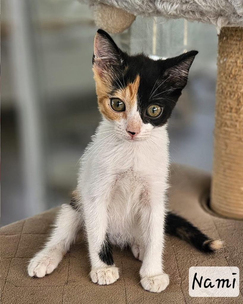 Nami, Adopted, Young Female Calico.