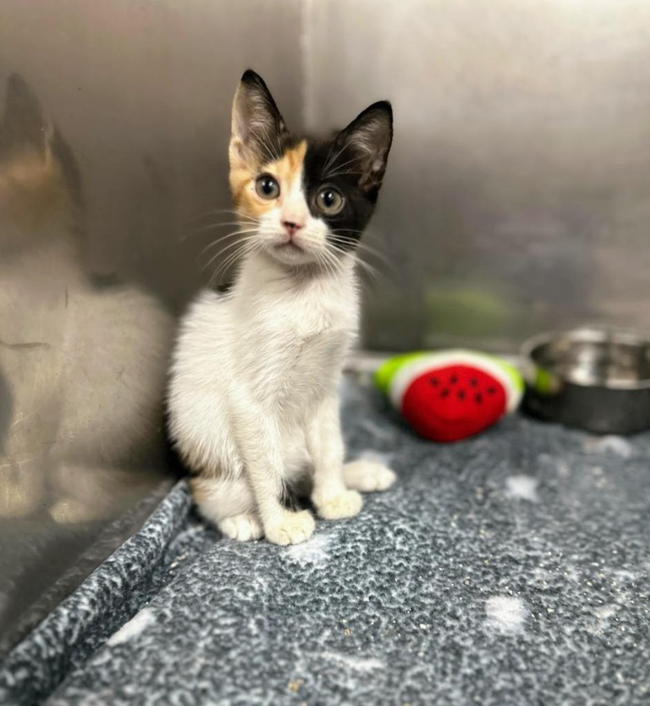 Nami, a Adopted Calico in San Juan de Abajo, NAY image 3/6