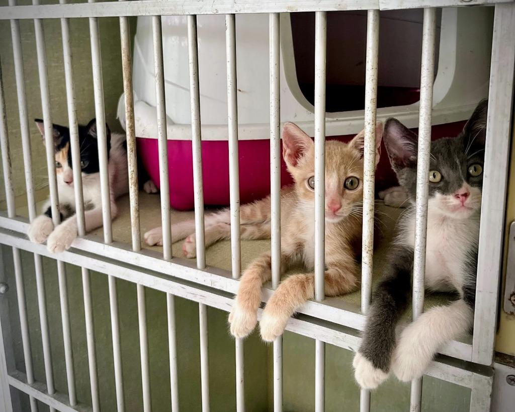 Nami, a Adopted Calico in San Juan de Abajo, NAY image 4/6