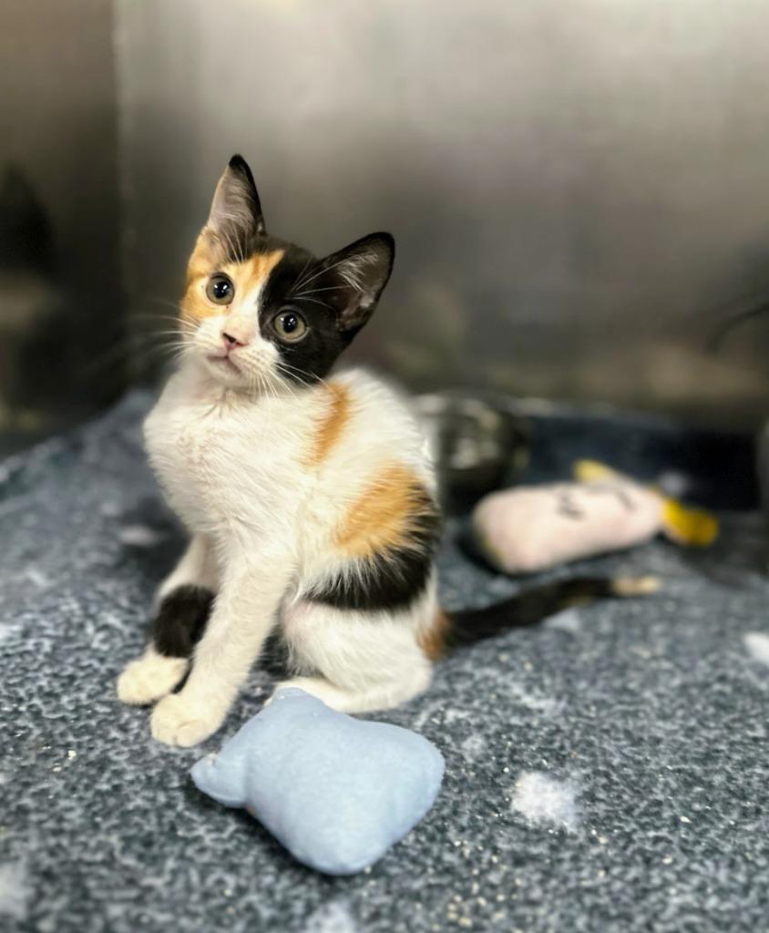 Nami, a Adopted Calico in San Juan de Abajo, NAY image 5/6