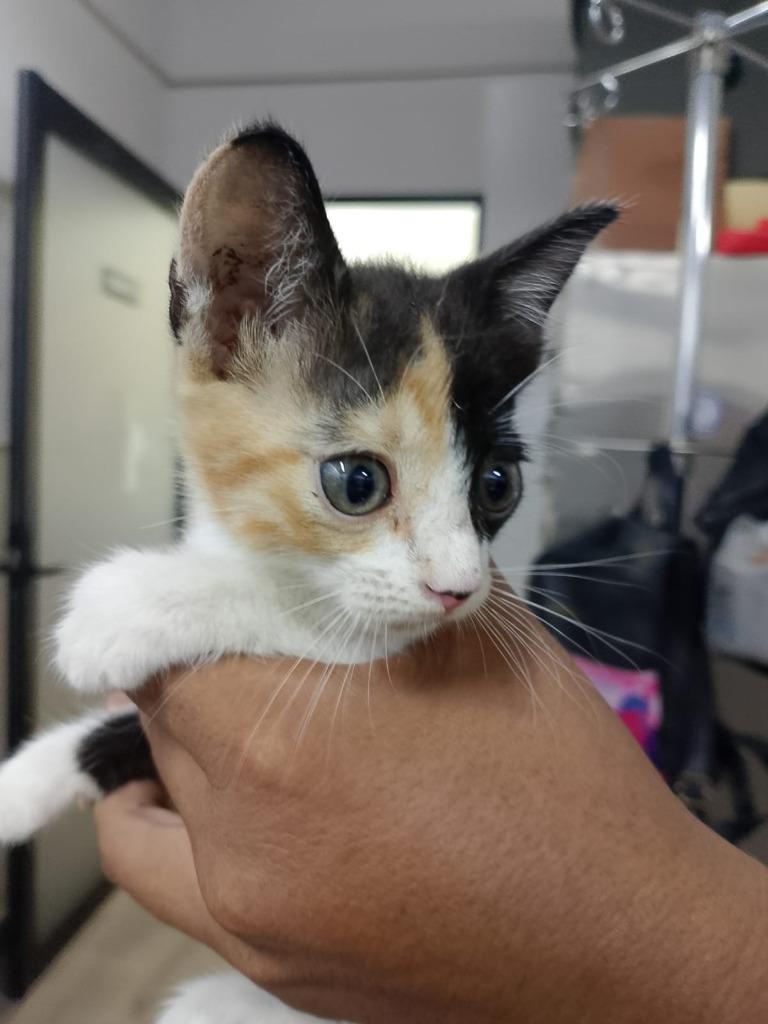 Nami, a Adopted Calico in San Juan de Abajo, NAY image 6/6