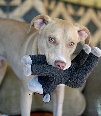 AUSTIN, Adoptable, Adult Male Labrador Retriever & Vizsla.