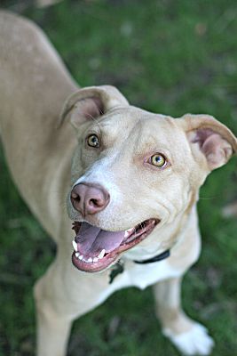 AUSTIN, a Adoptable mixed breed in Toluca Lake, CA image 2/6