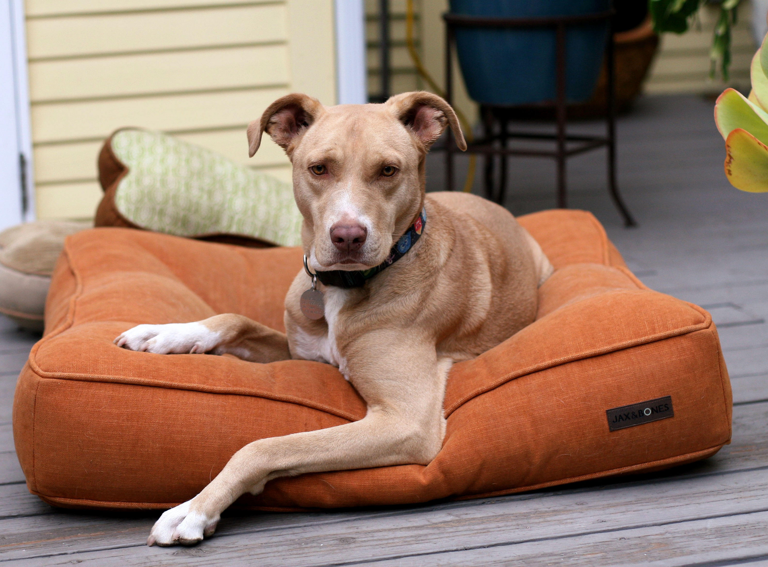 AUSTIN, a Adoptable mixed breed in Toluca Lake, CA image 3/6