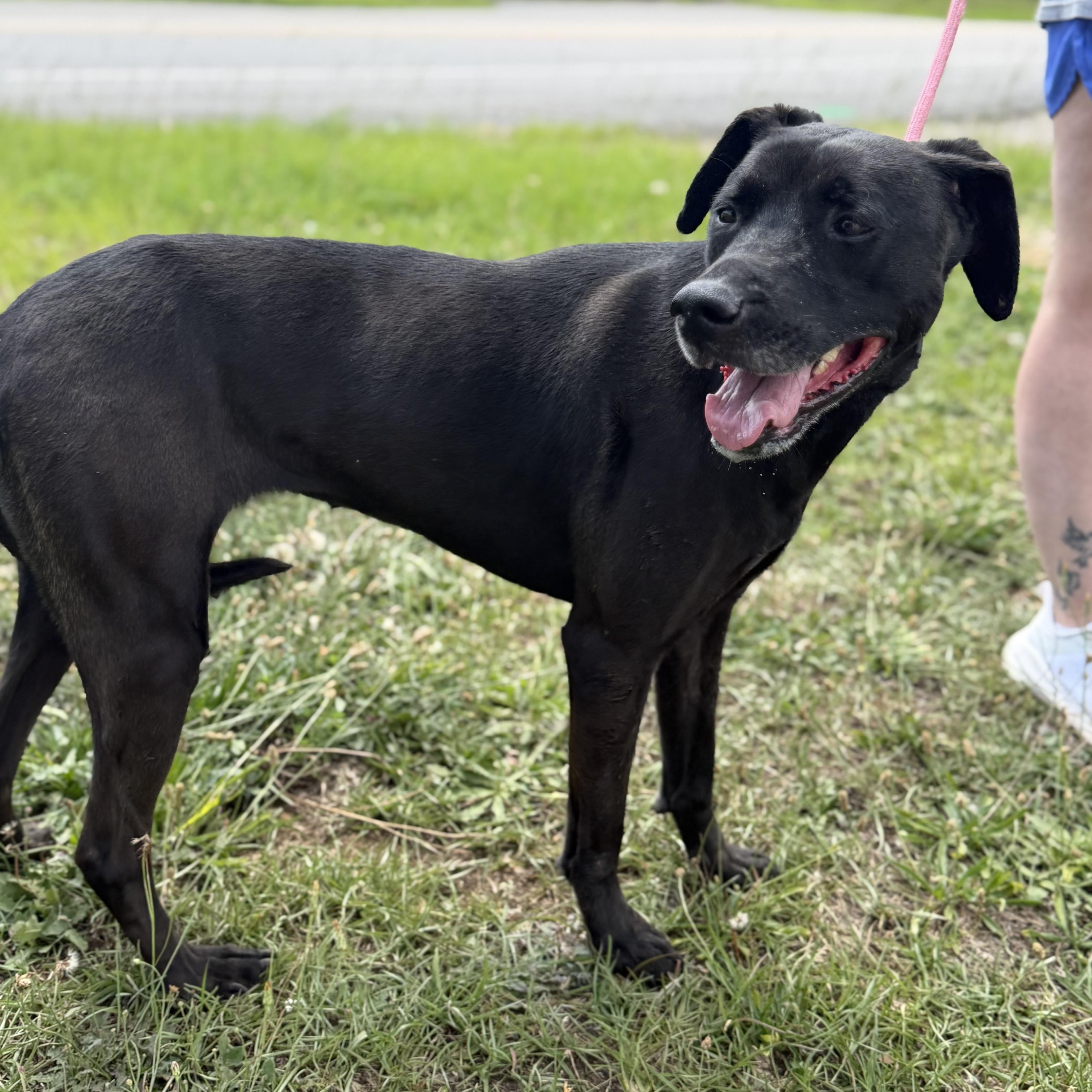 Enlarge Lula, a ADOPTABLE mixed breed in Columbia, SC image 4/4